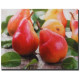 Cadre toile Fruits - 50 x 40 cm