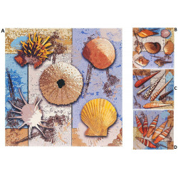 Cadre toile Coquillages - mer - 40 x 40 cm