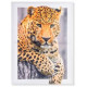 Tableau toile Animaux sauvages - 70 x 50 cm