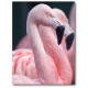 Tableau toile Flamant rose - 50 x 40 cm