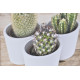 Tableau toile Cactus dans pot - 28 x 28 cm