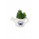 Plante grasse dans pot