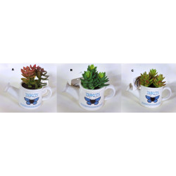 Plante grasse dans pot