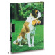 Journal intime chien Saint Bernard