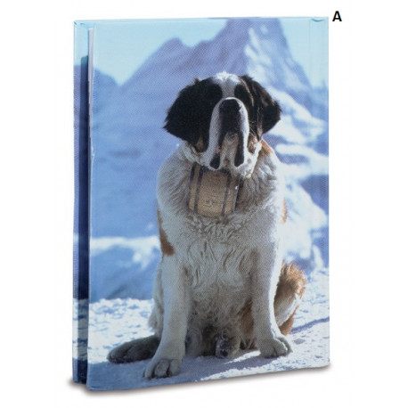 Répertoire chien Saint Bernard